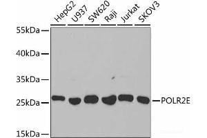 Western blot analysis of extracts of various cell lines using POLR2E Polyclonal Antibody at dilution of 1:1000. (POLR2E antibody)