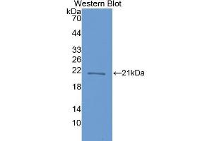 Western Blotting (WB) image for anti-Crystallin, beta B1 (CRYBB1) (AA 17-191) antibody (ABIN1077953) (CRYBB1 antibody  (AA 17-191))