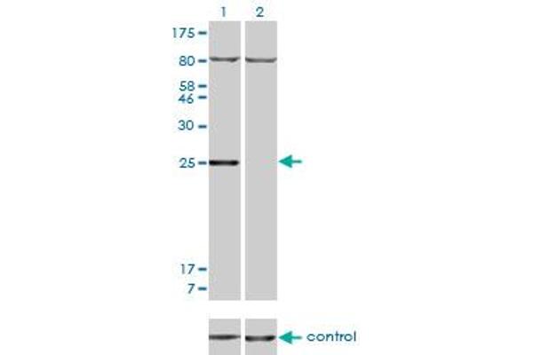 HOXB7 antibody  (AA 55-120)