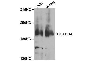 Western blot analysis of extracts of various cell lines, using NOTCH4 antibody. (NOTCH4 antibody  (AA 1824-2003))