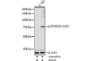 Western blot analysis of extracts of K-562 cells, using Phospho-FOXO3A-S425 antibody (ABIN7267246) at 1:1000 dilution. (FOXO3 antibody  (pSer425))
