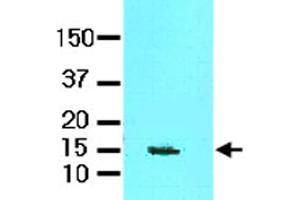 Tissue lysate of mouse brain (60 ug) was resolved by SDS-PAGE and probed with FABP7 monoclonal antibody, clone AT1D1  (1:1000).