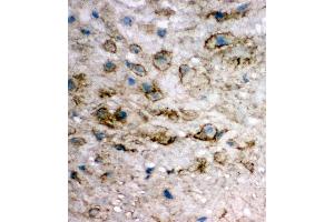 Anti-integrin beta 4 binding protein antibody, IHC(F) IHC(F): Human Placenta Tissue (EIF6 antibody  (Middle Region))