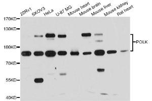 Western blot analysis of extracts of various cell lines, using POLK antibody (ABIN6290754) at 1:1000 dilution. (POLK antibody)