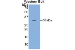 Western Blotting (WB) image for anti-Complement C2 (AA 245-451) antibody (ABIN1858186) (Complement C2 antibody  (AA 245-451))