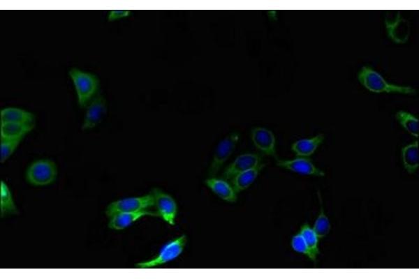 OST alpha antibody  (AA 1-48)