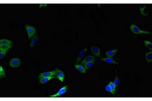 Immunofluorescent analysis of HepG2 cells using ABIN7162261 at dilution of 1:100 and Alexa Fluor 488-congugated AffiniPure Goat Anti-Rabbit IgG(H+L) (OST alpha antibody  (AA 1-48))