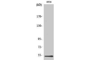 Western Blotting (WB) image for anti-DEAD (Asp-Glu-Ala-As) Box Polypeptide 19B (DDX19B) (N-Term) antibody (ABIN3184270)