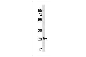 RBS Antibody (C-term) (ABIN1881736 and ABIN2843265) western blot analysis in NCI- cell line lysates (35 μg/lane). (RBPMS antibody  (C-Term))