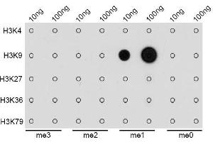 Dot-blot analysis of all sorts of methylation peptides using MonoMethyl-Histone H3-K9 antibody. (Histone 3 antibody  (H3K9me))