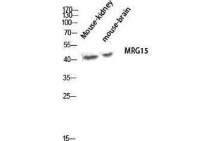 Western Blot (WB) analysis of Mouse Kidney Mouse Brain lysis using MRG15 antibody. (MORF4L1 antibody  (Internal Region))