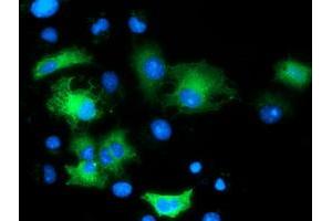 Anti-MAPK7 mouse monoclonal antibody (ABIN2454053) immunofluorescent staining of COS7 cells transiently transfected by pCMV6-ENTRY MAPK7 (RC203506). (MAPK7 antibody)