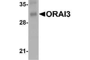 Western Blotting (WB) image for anti-ORAI Calcium Release-Activated Calcium Modulator 3 (ORAI3) (C-Term) antibody (ABIN492536) (ORAI3 antibody  (C-Term))