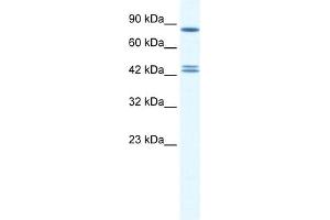 WB Suggested Anti-CBX8 Antibody Titration:  0. (CBX8 antibody  (Middle Region))