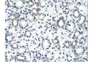 Image no. 1 for anti-Goosecoid Homeobox 2 (GSC2) (C-Term) antibody (ABIN202063) (GSC2 antibody  (C-Term))