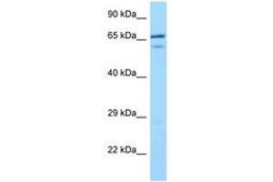 Image no. 1 for anti-Villin-Like (VILL) (C-Term) antibody (ABIN6748113) (VILL antibody  (C-Term))