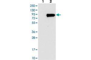 Western blot analysis of Lane 1: Negative control (vector only transfected HEK293T lysate), Lane 2: Over-expression Lysate (Co-expressed with a C-terminal myc-DDK tag (~3. (WSCD1 antibody)