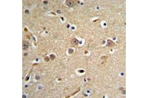 NEDD4 antibody IHC analysis in formalin fixed and paraffin embedded brain tissue. (NEDD4 antibody  (AA 1288-1319))