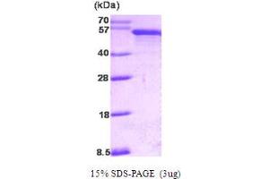 SDS-PAGE (SDS) image for Programmed Cell Death 4 (PDCD4) (AA 1-469) protein (ABIN667062)