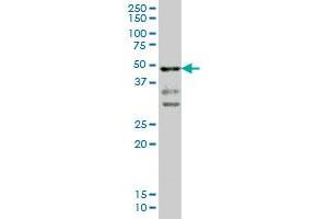 T Brachyury Protein (AA 222-320) antibody