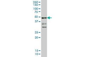 T monoclonal antibody (M02), clone 5C5 Western Blot analysis of T expression in A-549 . (T Brachyury Protein (AA 222-320) antibody)