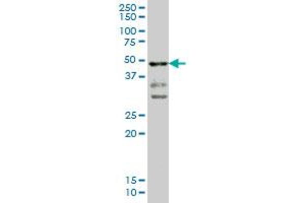 T Brachyury Protein (AA 222-320) antibody
