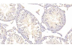 Detection of TMSB4X in Mouse Testis Tissue using Polyclonal Antibody to Thymosin Beta 4 (TMSB4X) (TMSB4X antibody  (AA 1-44))