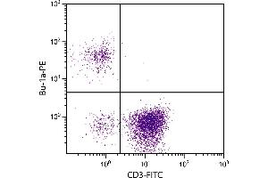 Chicken peripheral blood lymphocytes were stained with Mouse Anti-Chicken Bu-1a-PE. (BU-1A / B6.1 antibody  (PE))