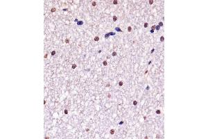 A staining YY1 in Monkey brain tissue sections by Immunohistochemistry (IHC-P - paraformaldehyde-fixed, paraffin-embedded sections). (YY1 antibody)