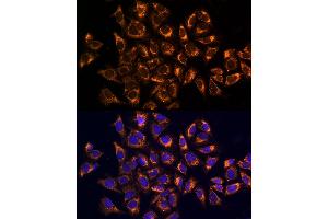 Immunofluorescence analysis of U2OS cells using CK Rabbit pAb (ABIN6134474, ABIN6138645, ABIN6138646 and ABIN6223731) at dilution of 1:100. (CKAP4 antibody)