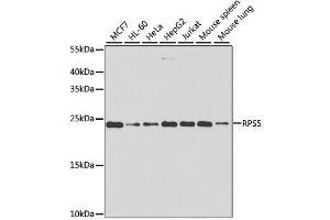Western blot analysis of extracts of various cell lines, using RPS5 antibody. (RPS5 antibody  (AA 1-204))