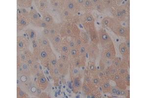 Used in DAB staining on fromalin fixed paraffin- embedded liver tissue (Nucleobindin 1 antibody  (AA 37-461))