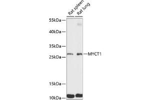 Western blot analysis of extracts of various cell lines, using MYCT1 antibody (ABIN7268717) at 1:3000 dilution. (Myc Target 1 antibody  (AA 99-235))