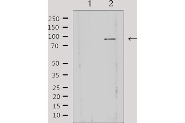 AKAP3 antibody  (Internal Region)