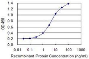 Detection limit for recombinant GST tagged SCYL3 is 0. (SCYL3 antibody  (AA 553-660))