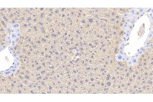 Detection of ARG in Mouse Liver Tissue using Polyclonal Antibody to Arginase (ARG) (ARG antibody  (AA 1-323))