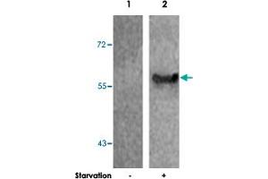 Western blot analysis of extract from 293 cells untreated or treated starvation using G3BP1 (phospho S232) polyclonal antibody . (G3BP1 antibody  (pSer232))