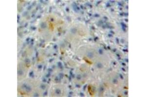Used in DAB staining on fromalin fixed paraffin-embedded Liver tissue (SIGLEC7 antibody  (AA 18-353))