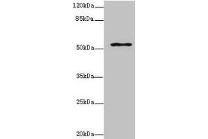 Western blot All lanes: ZNF610 antibody at 7 μg/mL + MCF-7 whole cell lysate Secondary Goat polyclonal to rabbit IgG at 1/10000 dilution Predicted band size: 54, 49 kDa Observed band size: 54 kDa (ZNF135 antibody  (AA 1-200))