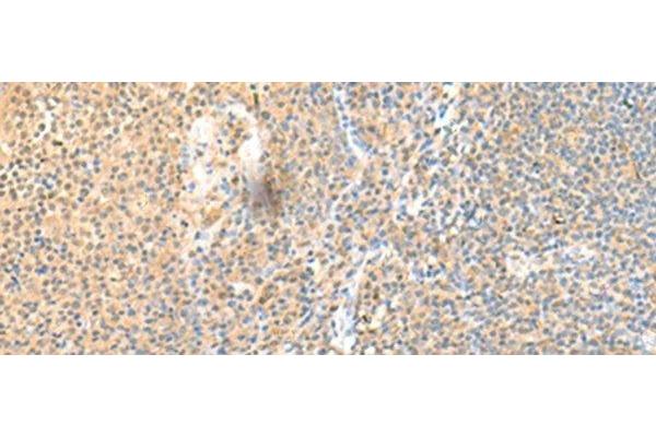 SRCRB4D antibody