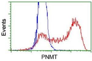 HEK293T cells transfected with either RC206586 overexpress plasmid (Red) or empty vector control plasmid (Blue) were immunostained by anti-PNMT antibody (ABIN2454522), and then analyzed by flow cytometry. (PNMT antibody)