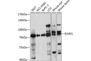 Western blot analysis of extracts of various cell lines, using ELMO1 antibody  at 1:1000 dilution. (ELMO1 antibody  (AA 527-727))