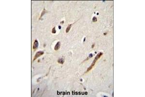 FBXW11 Antibody (Center) (ABIN655166 and ABIN2844782) immunohistochemistry analysis in formalin fixed and paraffin embedded human brain tissue followed by peroxidase conjugation of the secondary antibody and DAB staining. (FBXW11 antibody  (AA 168-196))