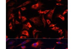 Immunofluorescence analysis of NIH/3T3 cells using FXR1 Polyclonal Antibody at dilution of 1:100. (FXR1 antibody)