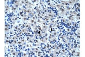 CDC25B antibody was used for immunohistochemistry at a concentration of 4-8 ug/ml to stain Hepatocytes (arrows) in Human Liver. (CDC25B antibody  (N-Term))