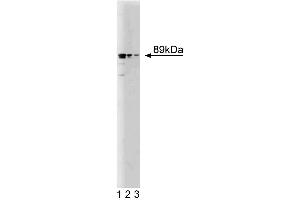 Western blot analysis of Mint3 on a RSV-3T3 cell lysate.