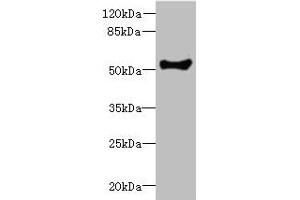 Western blot All lanes: COCH antibody at 1. (COCH antibody  (AA 20-260))