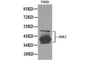 Western Blotting (WB) image for anti-Mitogen-Activated Protein Kinase 8 (MAPK8) antibody (ABIN1873630) (JNK antibody)