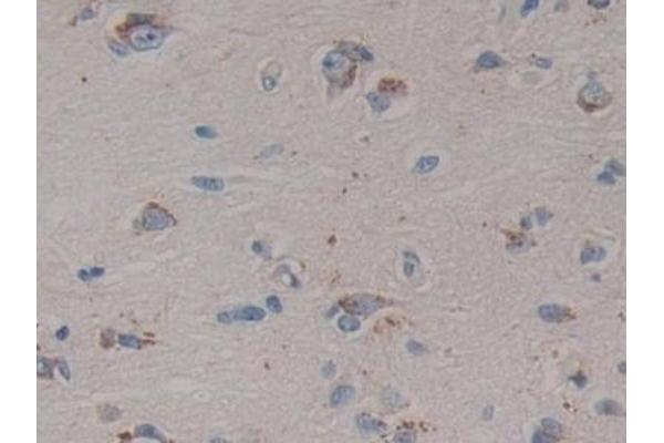 Prosaposin antibody  (AA 17-524)