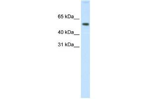 WB Suggested Anti-AKT1 Antibody Titration:  0.
